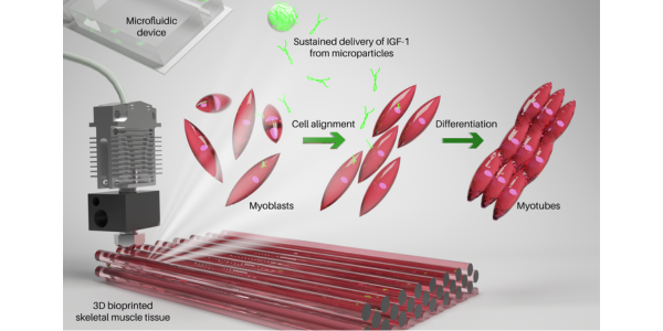 New and Improved Bioink to Enhance 3D Bioprinted Skeletal Muscle Constructs