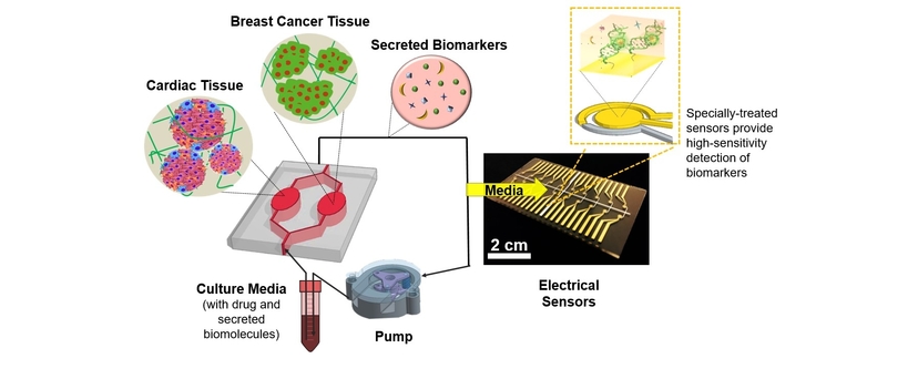 A Heart-Breast Cancer-on-a-Chip Monitoring System