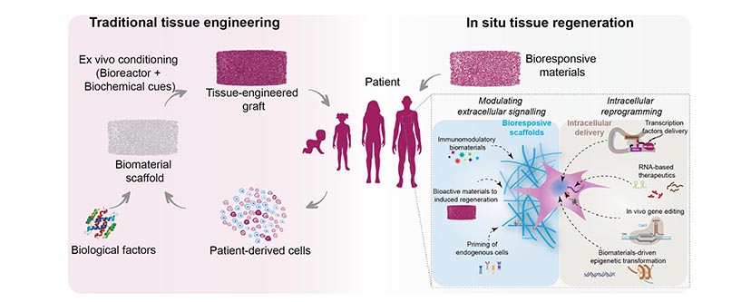 Regenerating the Body From Within Using Biomaterials 